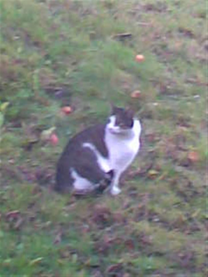 Huskat Georg Ronaldo Jensen billede 13