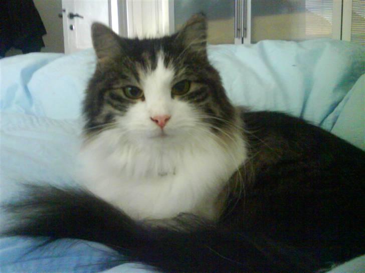 Blanding af racer Balder - Kongemis Balder billede 1