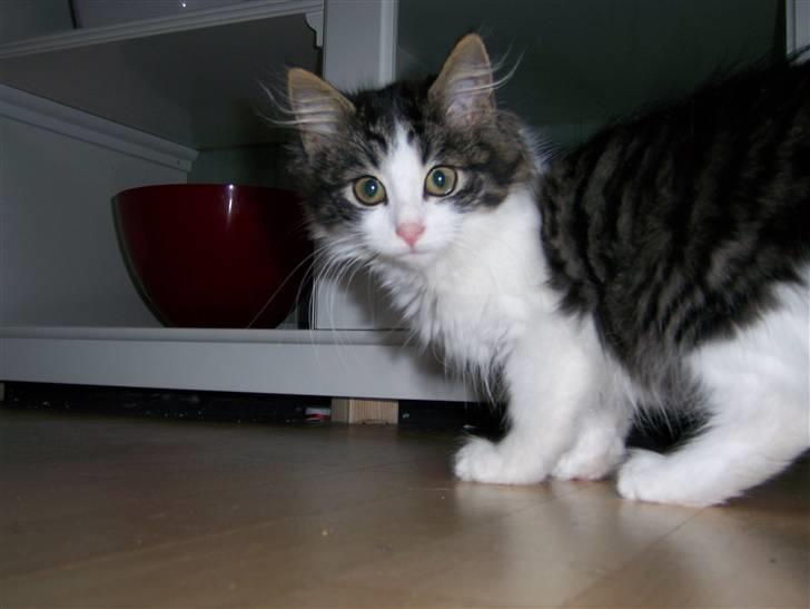 Blanding af racer Balder - Så lille han var engang.. billede 2