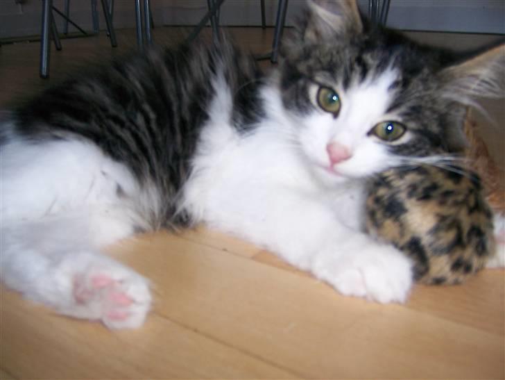 Blanding af racer Balder - Balder som killing - ligger og leger billede 3