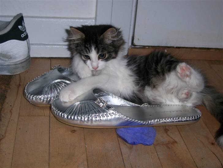 Blanding af racer Balder - Se så lille han var.. billede 4