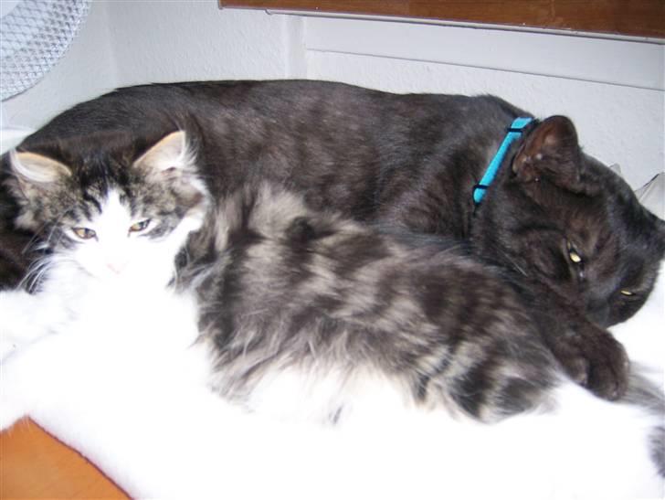 Blanding af racer Balder - Balder og Romeo putter sammen billede 5