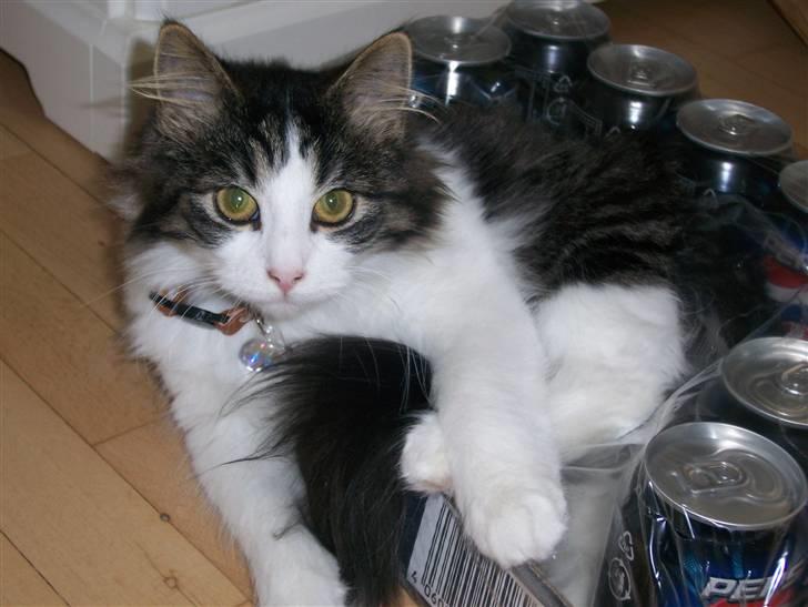 Blanding af racer Balder - Balder elsker papkasser - især dem med dåsesodavand! billede 6