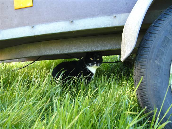 Huskat Sorte DØD - her sedder jeg bare ogh hygger mig. Fotograf Heidi billede 5