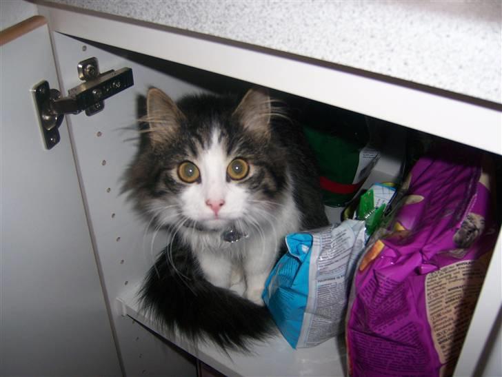 Blanding af racer Balder - Balder elsker at springe ind i åbne skabe - især skabet med kattemad billede 7