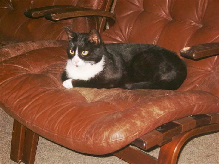 Huskat Bølle - Mit navn er Bølle. billede 1