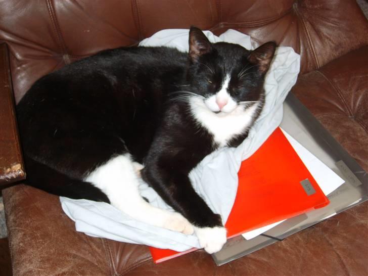 Huskat Bølle - Det er dejligt at slappe af. billede 2