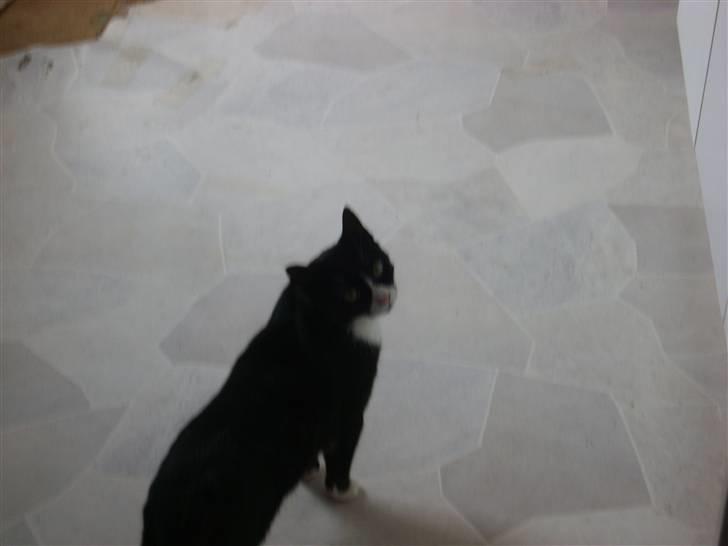 Huskat Bølle - Far hvad nu ? ? billede 4