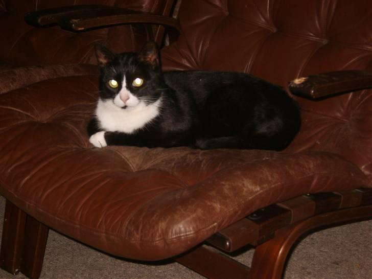 Huskat Bølle - Det er blødt at ligge her. billede 5