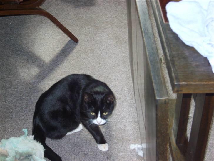 Huskat Bølle - Jeg må hellere kigge mig over skulderen. billede 6