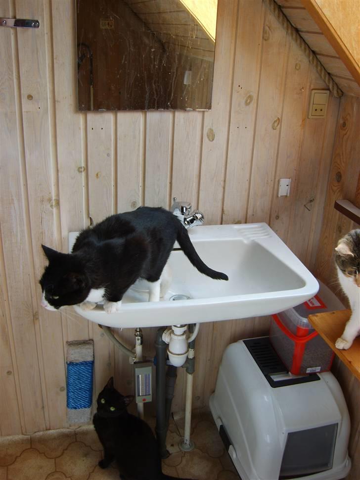 Huskat Bølle - Mor jeg springer lige over dig. Okay. billede 7