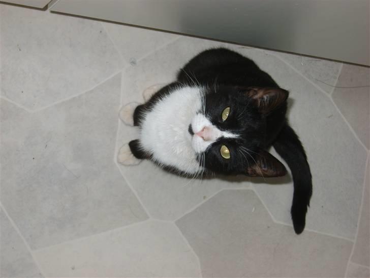 Huskat Bølle - Jeg er da dejlig ikke ? ? billede 8