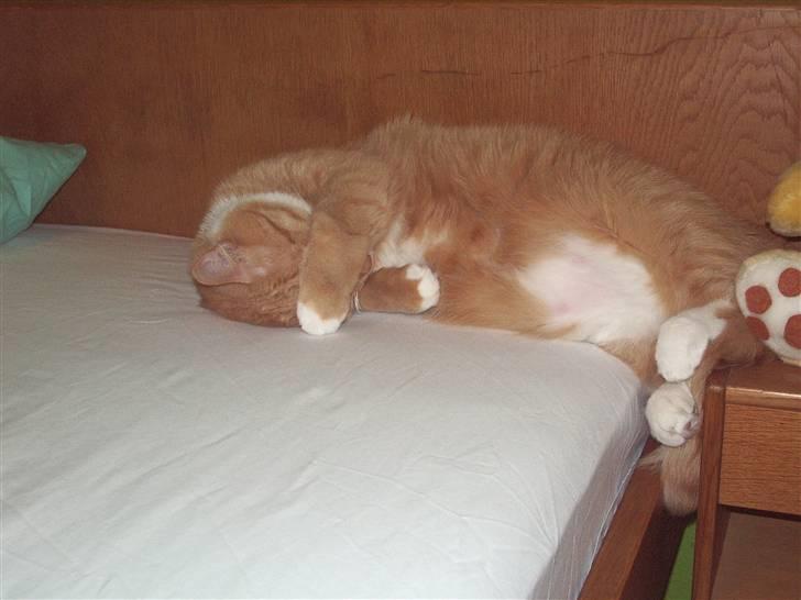 Blanding af racer Mikkel (R.I.P) billede 11