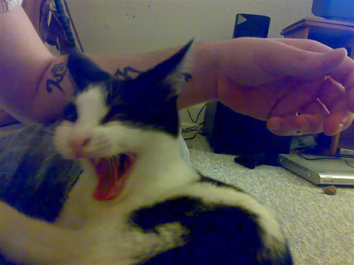 Huskat Balou - Nu med GAB ! :D billede 9