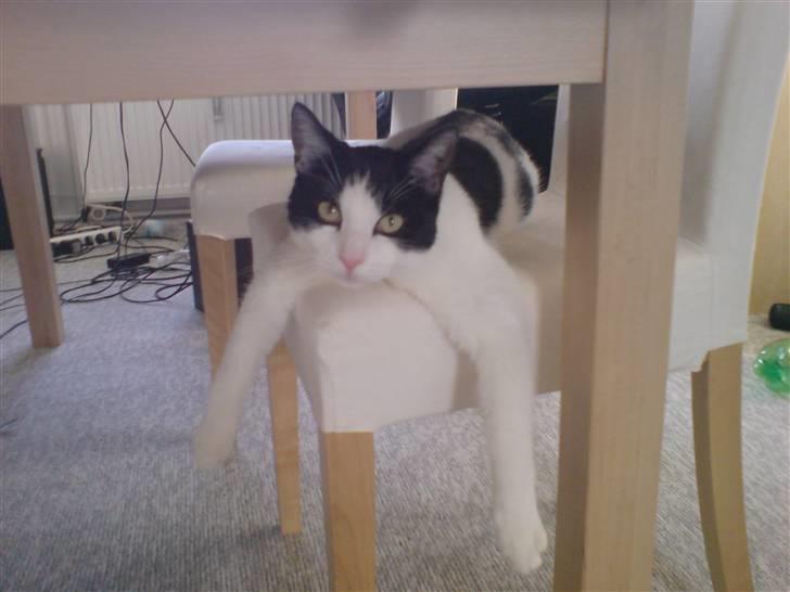 Huskat Balou - Flader lige ud - puuuh det er hårdt at være misser =)  billede 10