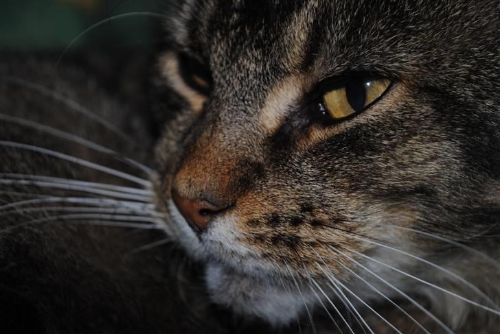 Blanding af racer Oliver billede 1