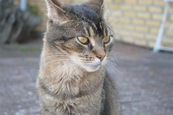 Blanding af racer Oliver billede 2