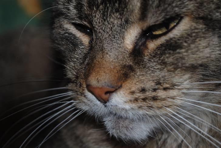 Blanding af racer Oliver billede 3