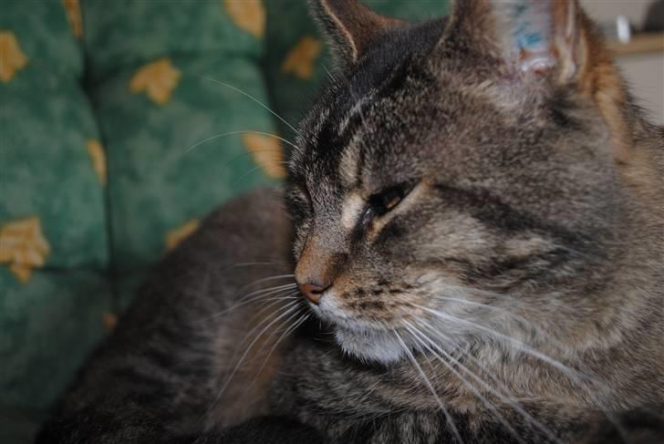 Blanding af racer Oliver billede 4