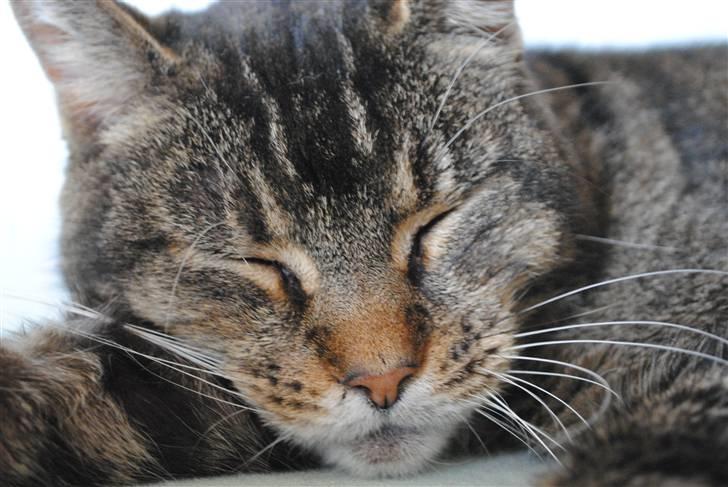 Blanding af racer Oliver billede 5