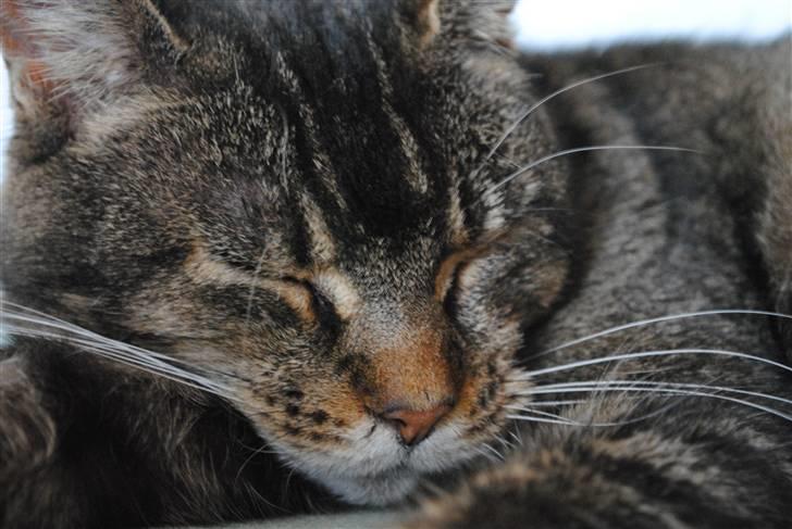 Blanding af racer Oliver billede 6