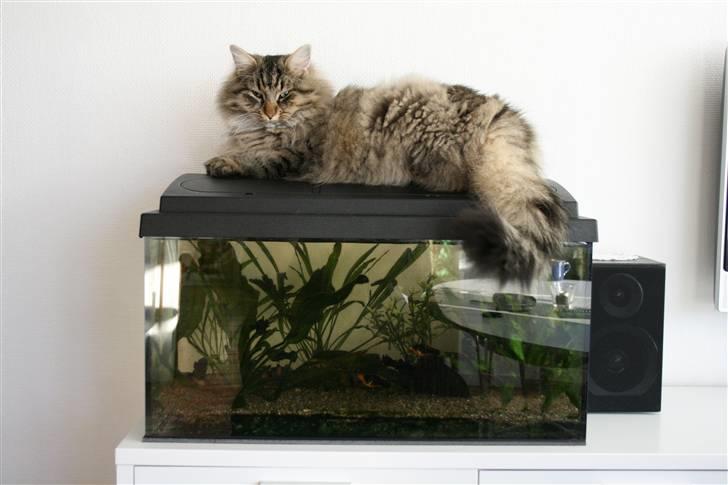 Norsk Skovkat Otto - Otto "elsker" at passe på fiskene:)) billede 1