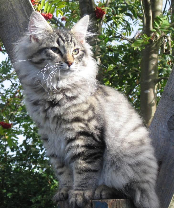 Norsk Skovkat Otto - Otto, 14 uger billede 2