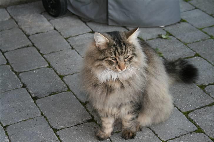 Norsk Skovkat Otto - Otto i haven billede 3