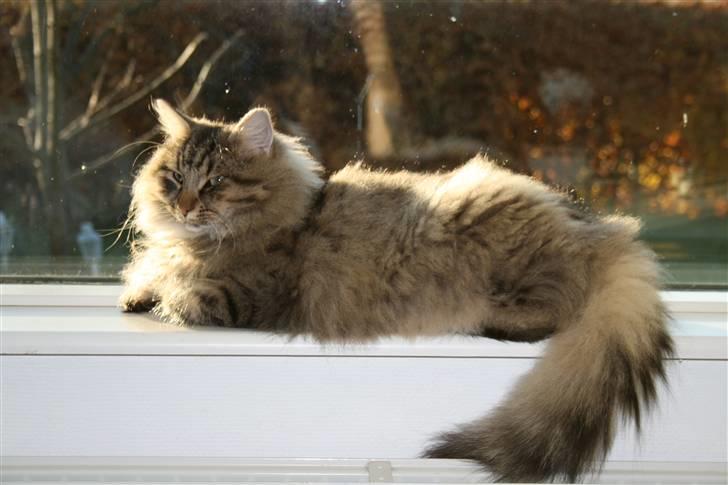 Norsk Skovkat Otto billede 5