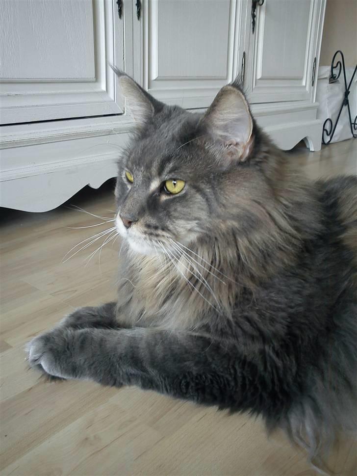 Maine Coon Gaffa billede 1