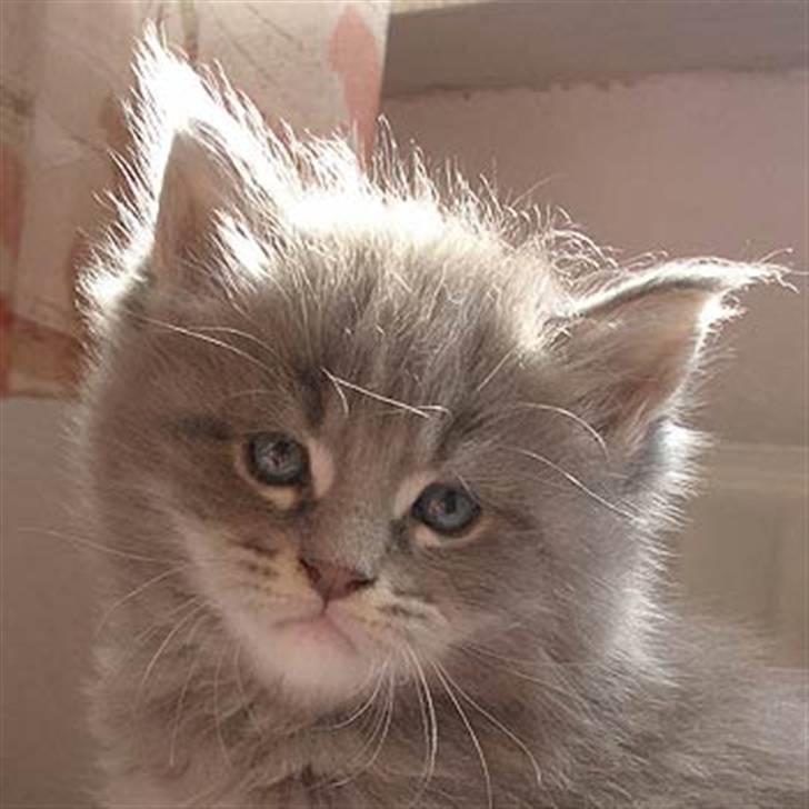 Maine Coon Gaffa billede 2