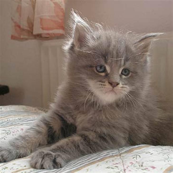 Maine Coon Gaffa billede 3