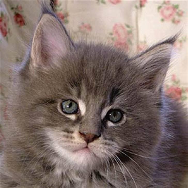 Maine Coon Gaffa billede 4