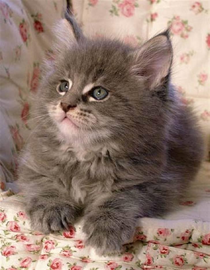 Maine Coon Gaffa billede 5