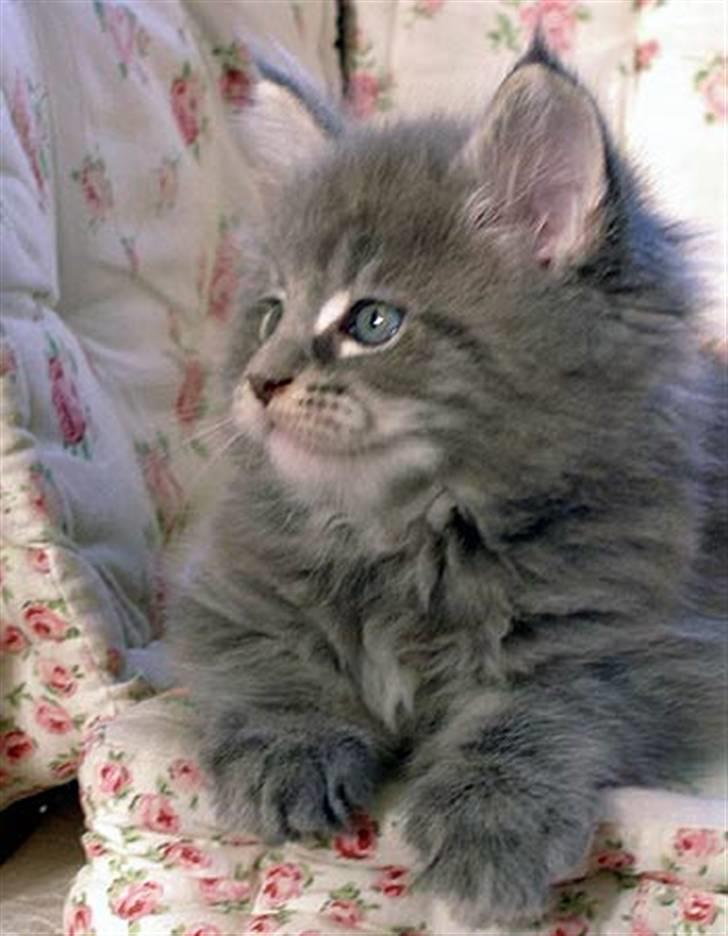 Maine Coon Gaffa billede 6