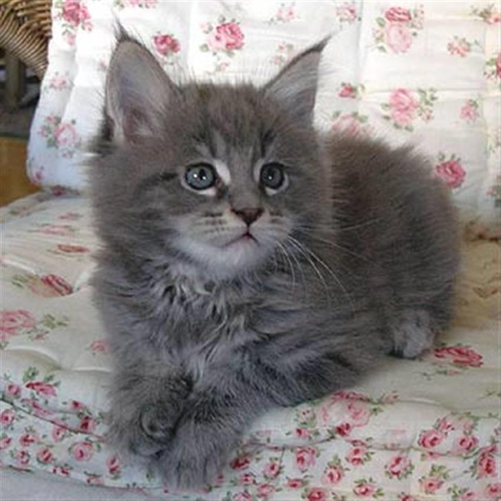 Maine Coon Gaffa billede 7