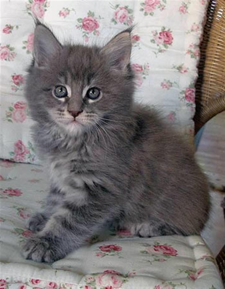 Maine Coon Gaffa billede 8