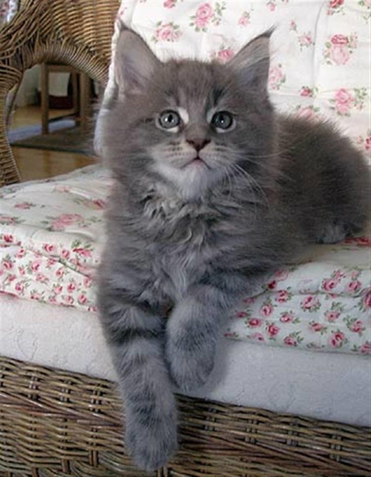 Maine Coon Gaffa billede 9