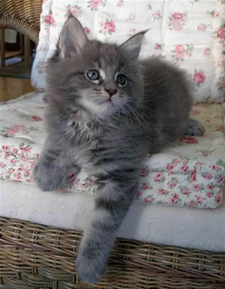 Maine Coon Gaffa billede 10