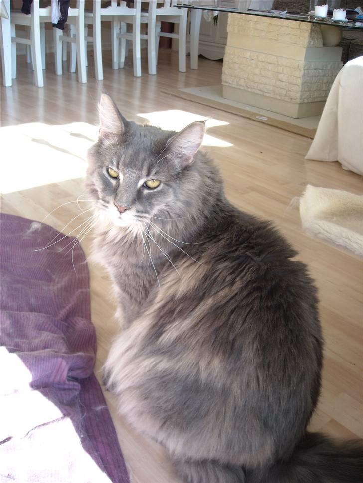 Maine Coon Gaffa billede 11