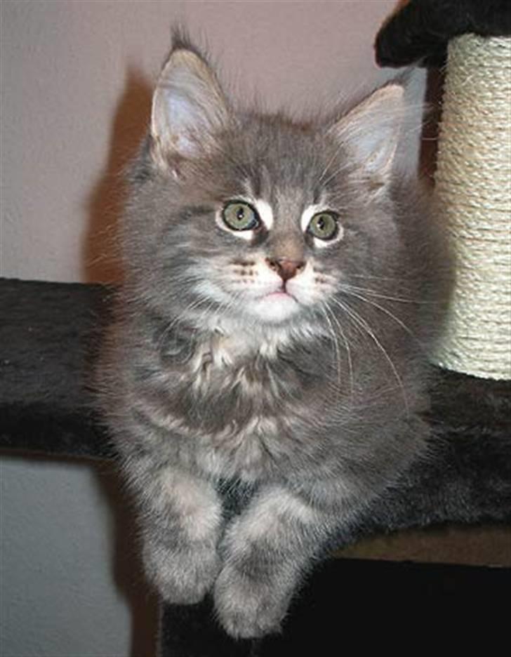 Maine Coon Gaffa billede 12