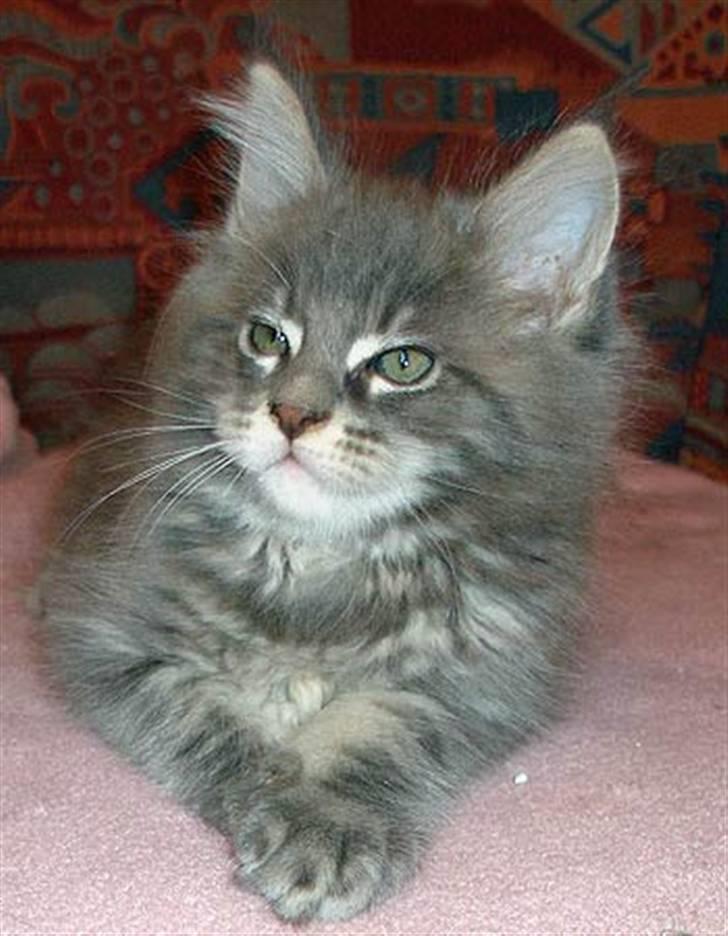 Maine Coon Gaffa billede 13