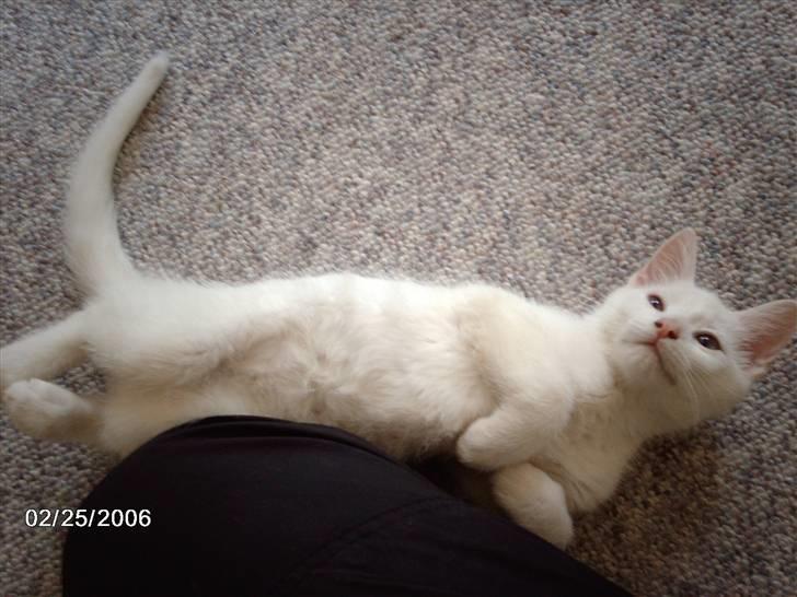 Huskat Virago - Ligger lige og leger lidt med mor..! billede 8