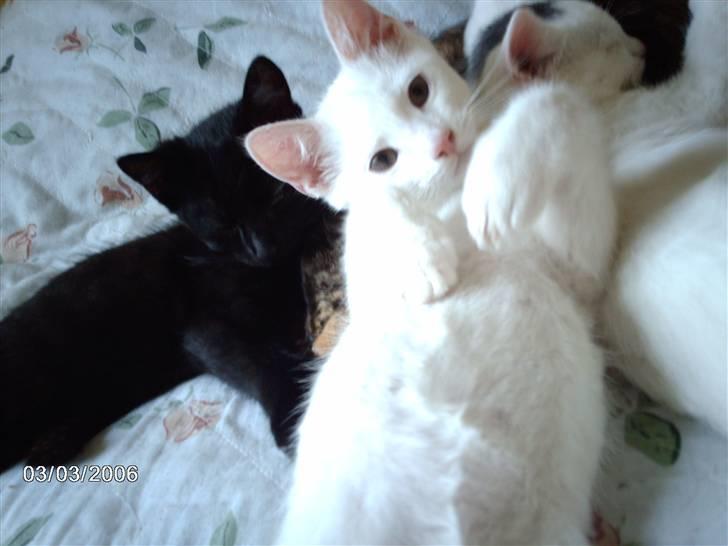 Huskat Virago - Vi putter i mor og fars seng.. Mmmm. Dejligt.. billede 9