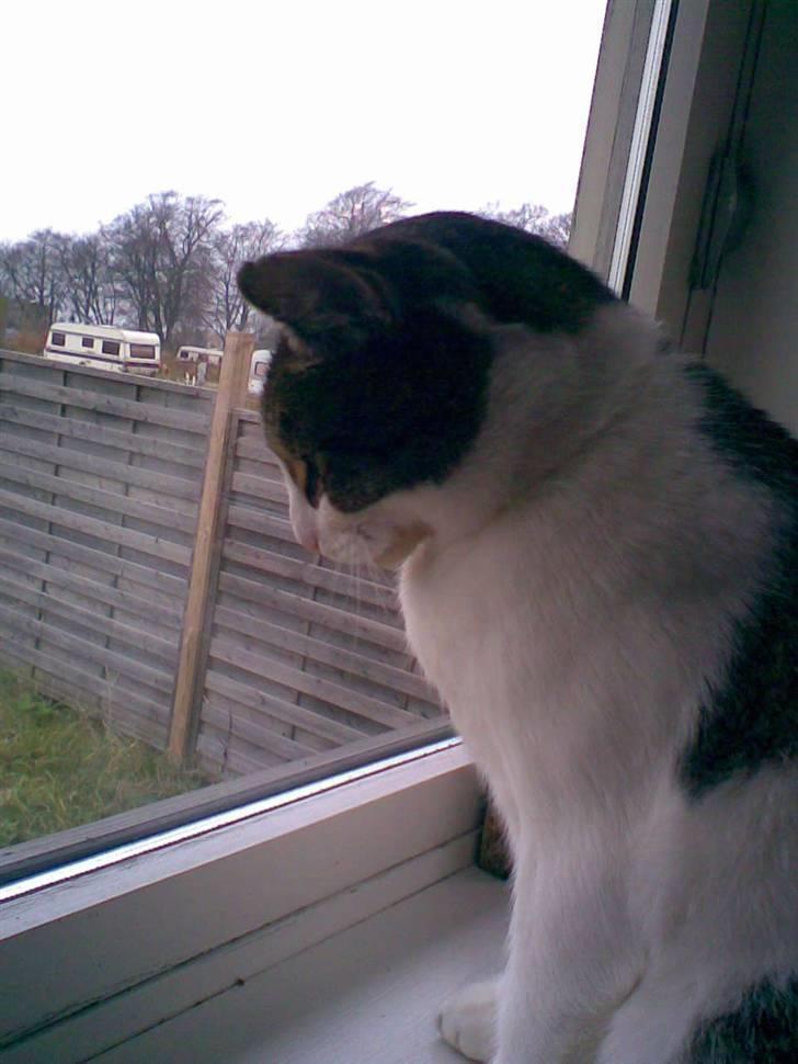 Huskat Georg Ronaldo Jensen billede 14