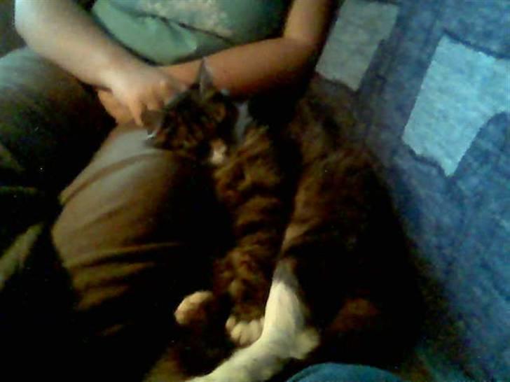 Norsk Skovkat Bette *RIP d.24-01-08* - Bettefisen der sofahygger med mor billede 7