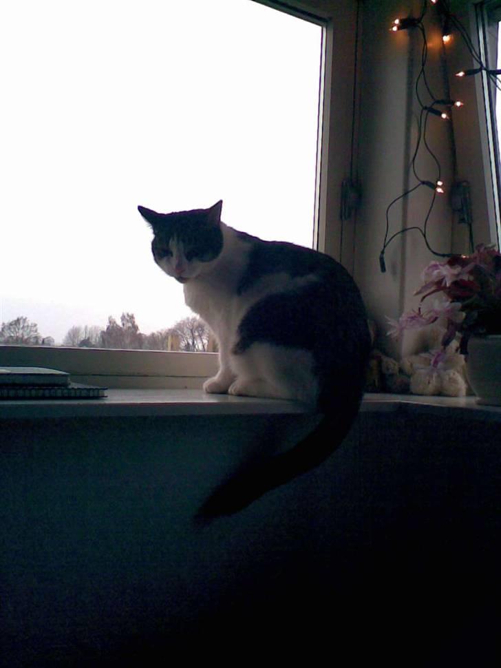 Huskat Georg Ronaldo Jensen billede 15