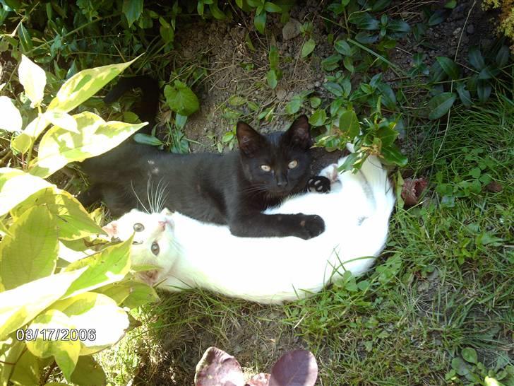 Huskat Virago - Mig og søster Blakie leger ude i haven.. billede 10