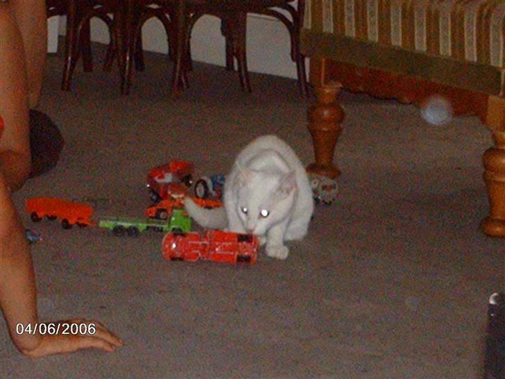 Huskat Virago - Hm legetøj, måske til mig..? billede 11