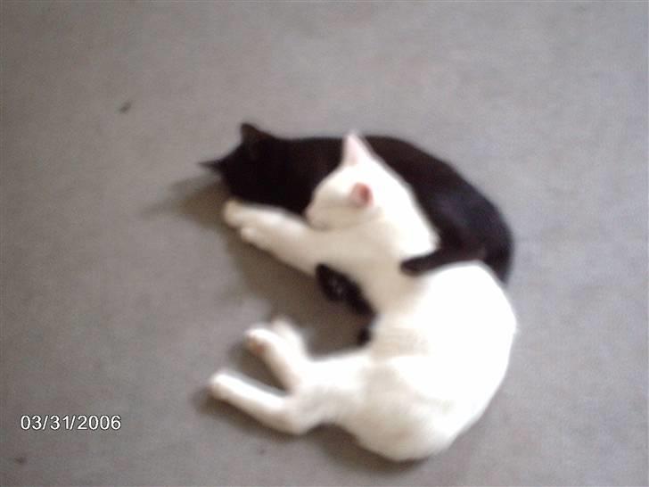 Huskat Virago - Søster og jeg puttesover lidt.. vi elsker at ligge sådan..! billede 12